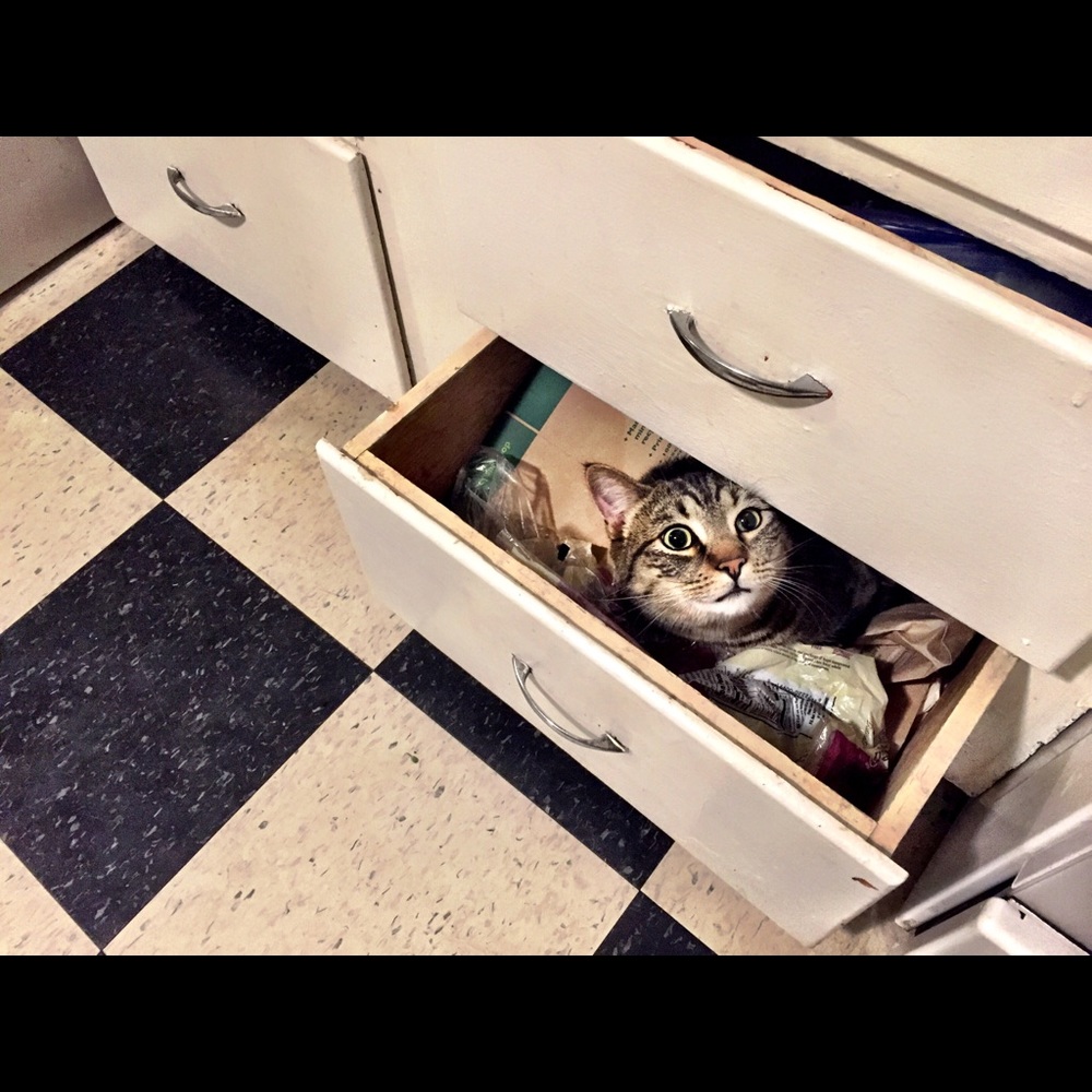 Meet your Posher, Gentri